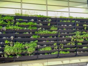 the Active Classroom's living wall