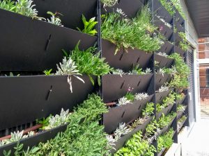 the active classroom's living wall